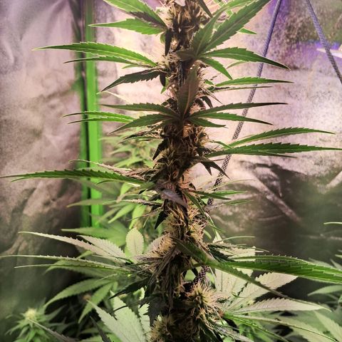 Amnésia  growlog timeline photo