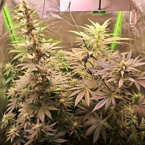 Amnésia  growlog timeline photo