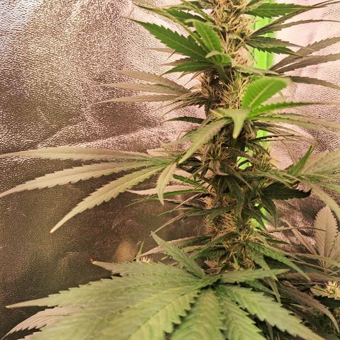 Amnésia  growlog timeline photo