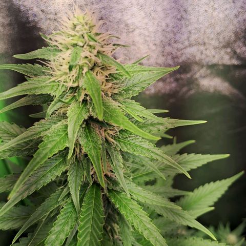 Amnésia  growlog timeline photo