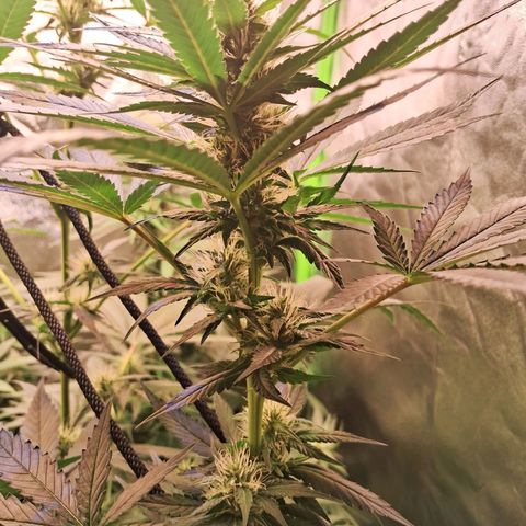 Amnésia  growlog timeline photo