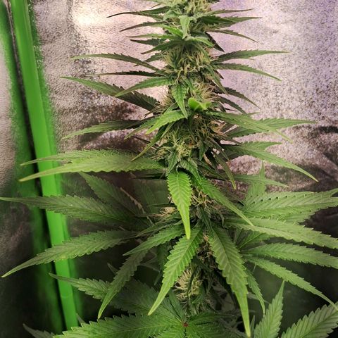 Amnésia  growlog timeline photo