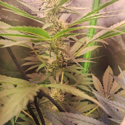 Amnésia  growlog timeline photo
