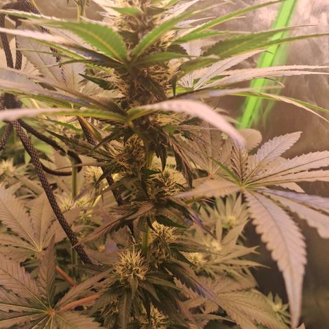 Amnésia  growlog timeline photo