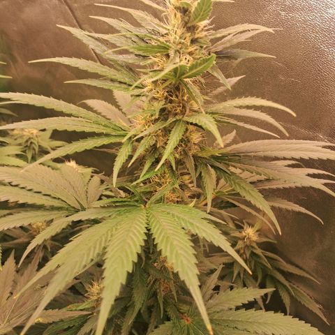 Amnésia  growlog timeline photo
