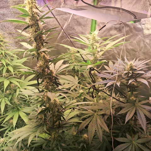 Amnésia  growlog timeline photo