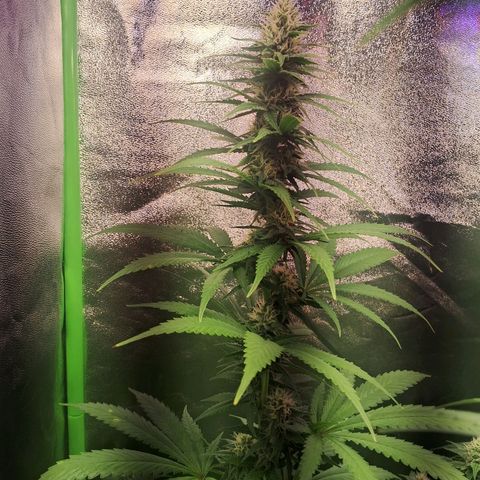 Amnésia  growlog timeline photo