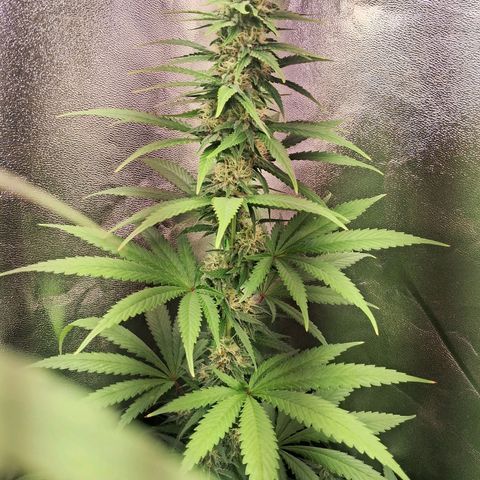 Amnésia  growlog timeline photo
