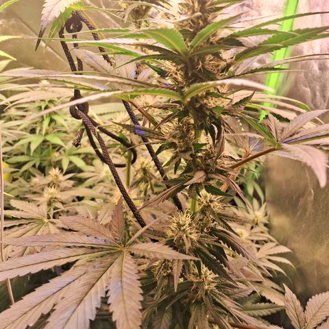 Amnésia  growlog timeline photo