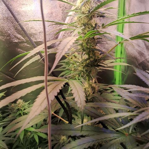 Amnésia  growlog timeline photo