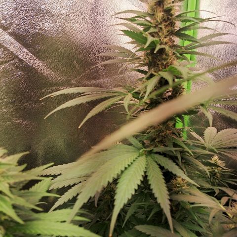 Amnésia  growlog timeline photo