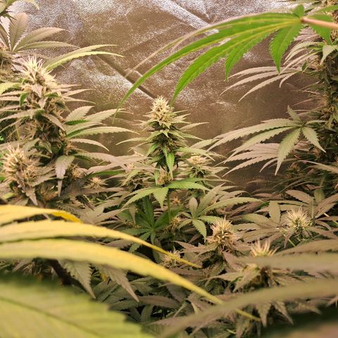 Amnésia  growlog timeline photo