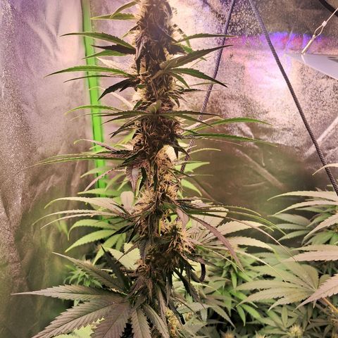 Amnésia  growlog timeline photo
