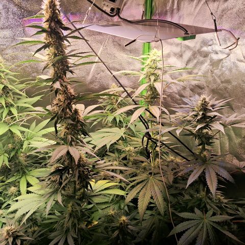 Amnésia  growlog timeline photo
