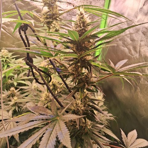 Amnésia  growlog timeline photo