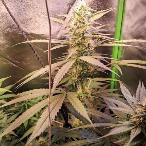 Amnésia  growlog timeline photo