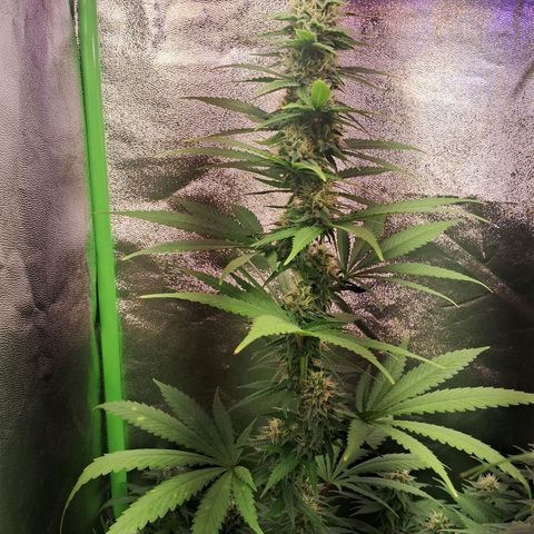 Amnésia  growlog timeline photo