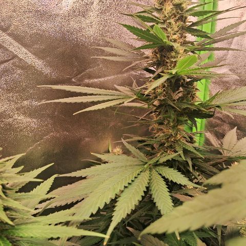 Amnésia  growlog timeline photo