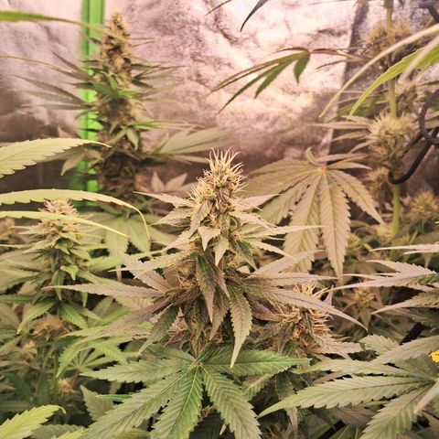 Amnésia  growlog timeline photo