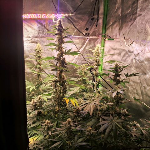 Amnésia  growlog timeline photo