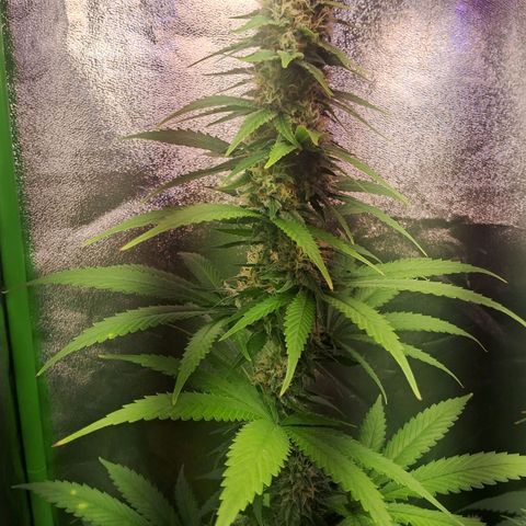 Amnésia  growlog timeline photo