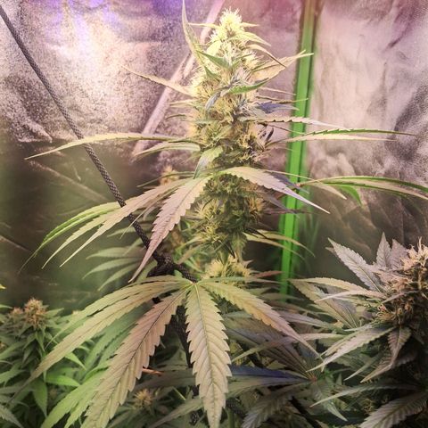 Amnésia  growlog timeline photo