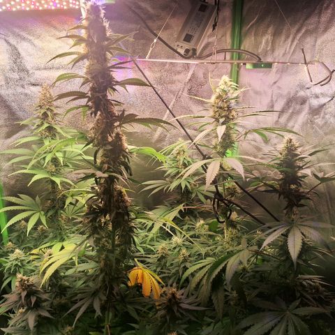 Amnésia  growlog timeline photo