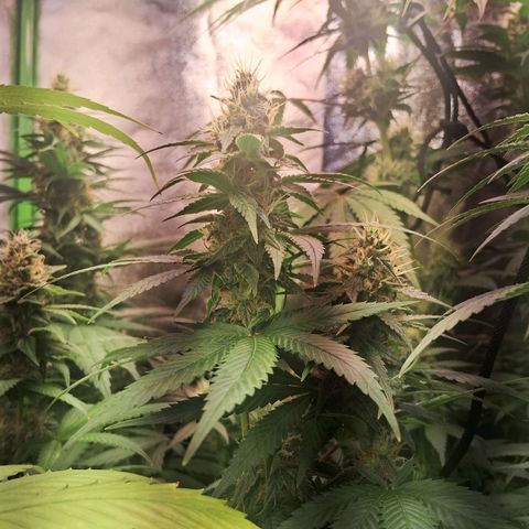 Amnésia  growlog timeline photo