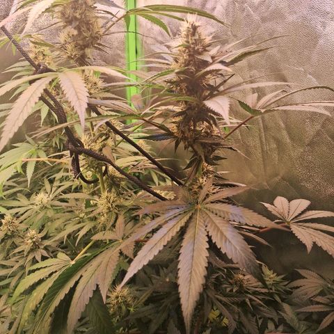 Amnésia  growlog timeline photo
