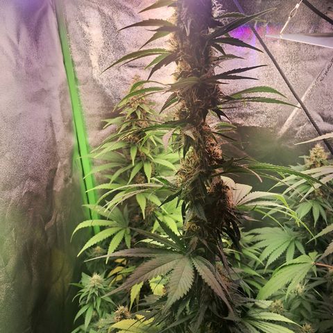 Amnésia  growlog timeline photo