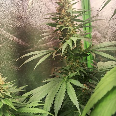Amnésia  growlog timeline photo