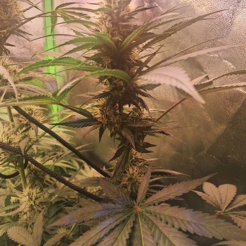 Amnésia  growlog timeline photo
