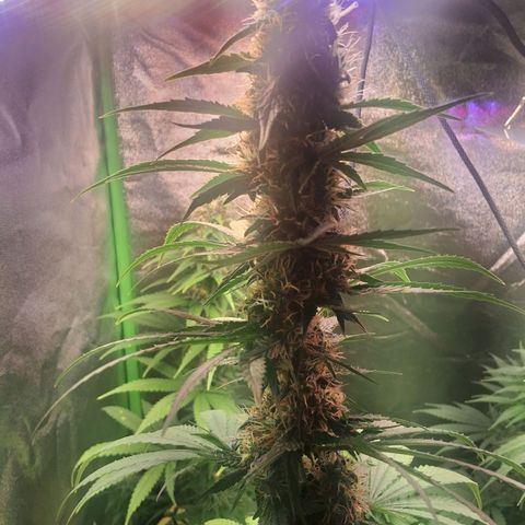 Amnésia  growlog timeline photo