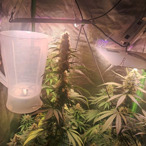 Amnésia  growlog timeline photo