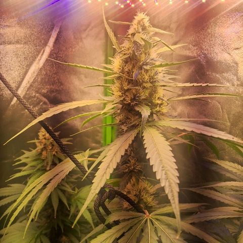 Amnésia  growlog timeline photo