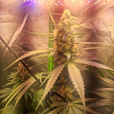 Amnésia  growlog timeline photo