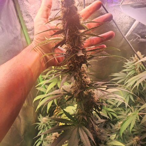 Amnésia  growlog timeline photo