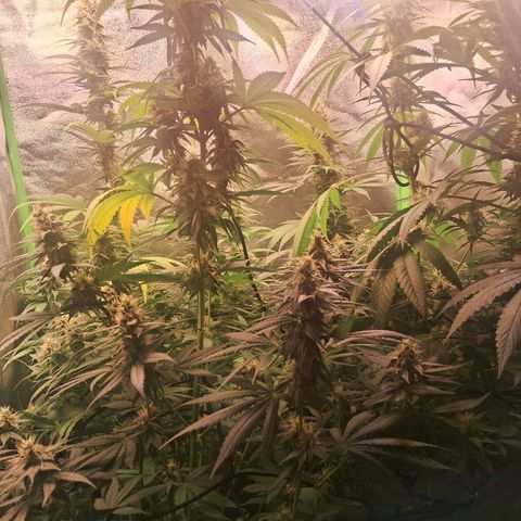 Amnésia  growlog timeline photo