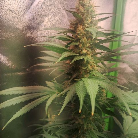 Amnésia  growlog timeline photo