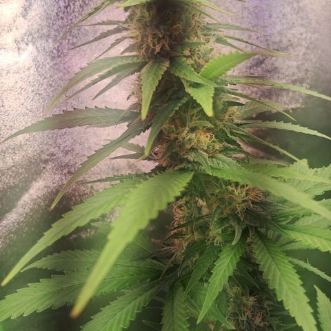 Amnésia  growlog timeline photo