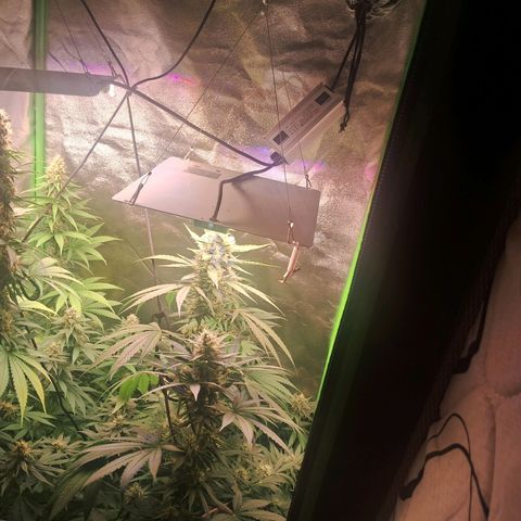 Amnésia  growlog timeline photo
