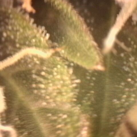 Amnésia  growlog timeline photo