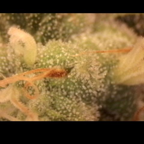 Amnésia  growlog timeline photo