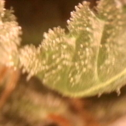 Amnésia  growlog timeline photo