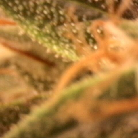 Amnésia  growlog timeline photo