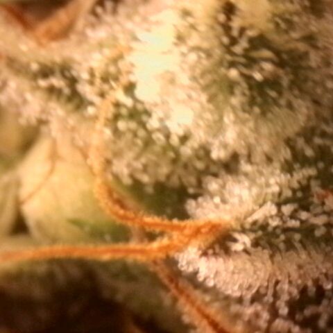 Amnésia  growlog timeline photo