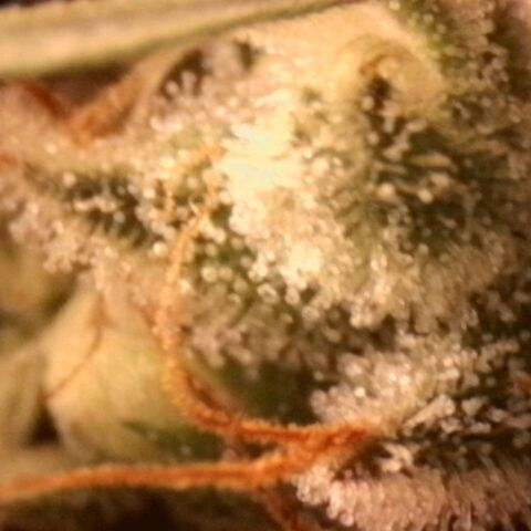 Amnésia  growlog timeline photo