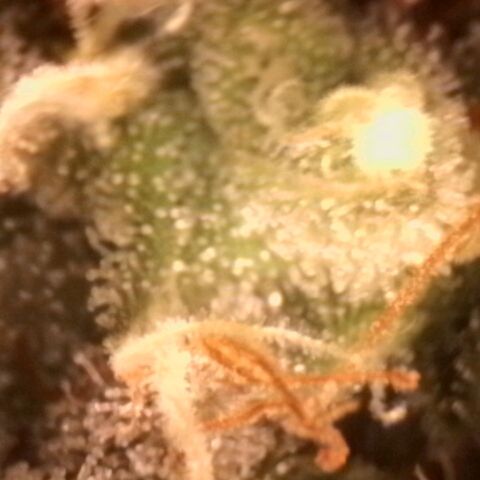 Amnésia  growlog timeline photo