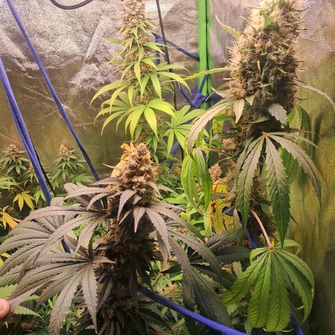 Amnésia  growlog timeline photo