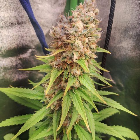 Amnésia  growlog timeline photo